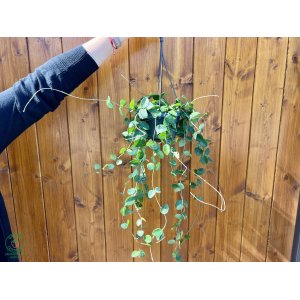 Voskovka (Hoya carnosa) ´MATHILDE´ - výška 50-60 cm, kont. C1L - závesný kvetináč